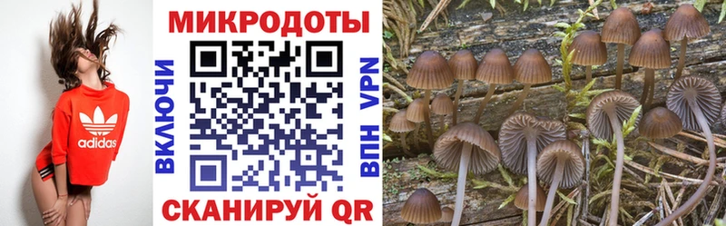 купить  цена  Петров Вал  Галлюциногенные грибы Psilocybine cubensis 